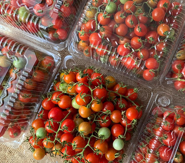 Cherry Tomatoes